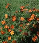 Fingerstrauch 'Red Ace' - Potentilla 'Red Ace'