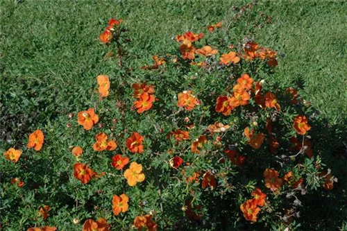 Fingerstrauch 'Red Ace' - Potentilla 'Red Ace'