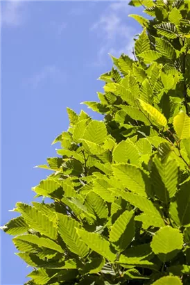 Hainbuche - Carpinus betulus 'Frans Fontaine' - Heckenpflanzen