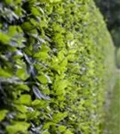 Hainbuche - Carpinus betulus 'Frans Fontaine' - Heckenpflanzen