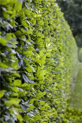 Hainbuche - Carpinus betulus 'Frans Fontaine' - Heckenpflanzen