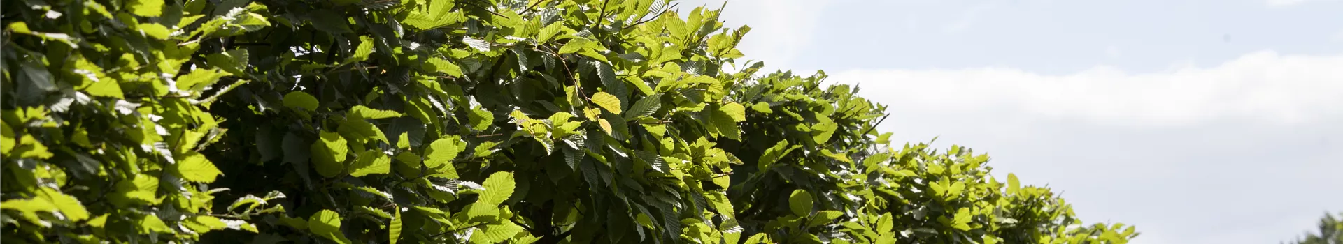 Die Hainbuche: Hecke und Vogelparadies