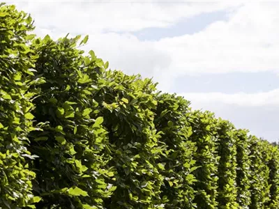 Die Hainbuche: Hecke und Vogelparadies