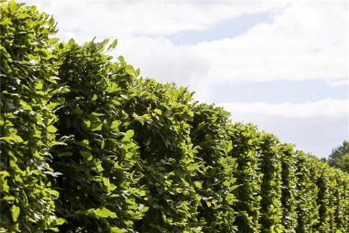 Hainbuche - Carpinus betulus 'Frans Fontaine' - Heckenpflanzen