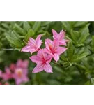 Sommergrüne Azalee 'Rosata' - Rhododendron lut.'Rosata'