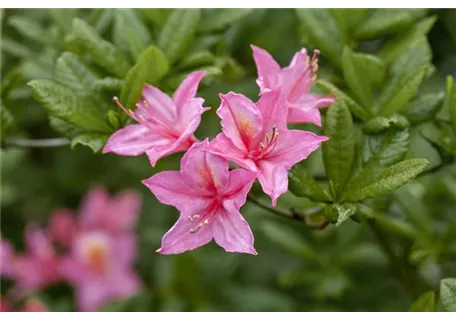 Rhododendron lut.'Rosata' - Sommergrüne Azalee 'Rosata'