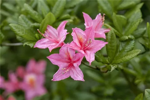 Sommergrüne Azalee 'Rosata' - Rhododendron lut.'Rosata'