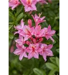 Sommergrüne Azalee 'Rosata' - Rhododendron lut.'Rosata'