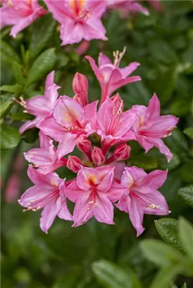 Sommergrüne Azalee 'Rosata' - Rhododendron lut.'Rosata'