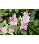 Sommergrüne Azalee 'Rosata' - Rhododendron lut.'Rosata'