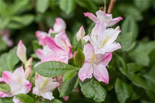 Sommergrüne Azalee 'Rosata' - Rhododendron lut.'Rosata'