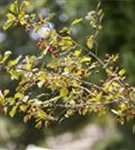 Eingriffeliger Weißdorn - Crataegus monogyna