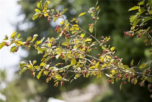 Eingriffeliger Weißdorn - Crataegus monogyna