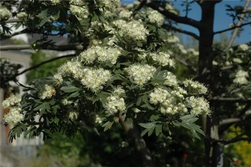 Eingriffeliger Weißdorn - Crataegus monogyna