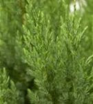 Blauer Kegel-Mooswacholder - Juniperus chin.'Stricta'