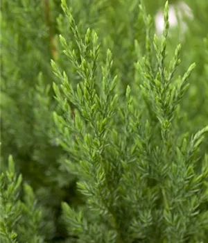 Juniperus chin.'Stricta'