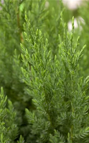 Juniperus chin.'Stricta'