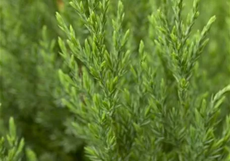 Juniperus chin.'Stricta' - Blauer Kegel-Mooswacholder