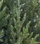 Blauer Kegel-Mooswacholder - Juniperus chin.'Stricta'