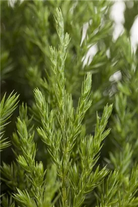 Blauer Kegel-Mooswacholder - Juniperus chin.'Stricta'