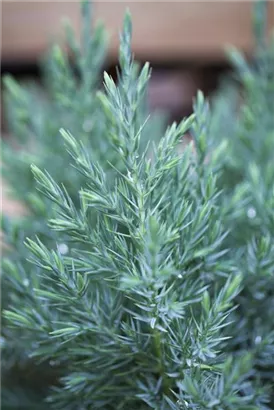 Blauer Kegel-Mooswacholder - Juniperus chin.'Stricta'