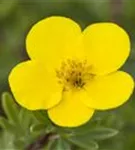 Fingerstrauch 'Goldteppich' - Potentilla 'Goldteppich'