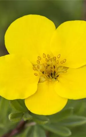 Potentilla fruticosa 'Kobold'