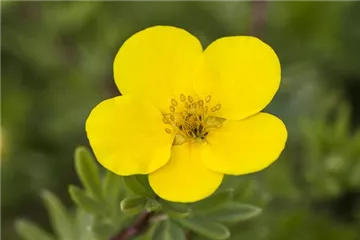 Potentilla - Fingerstrauch