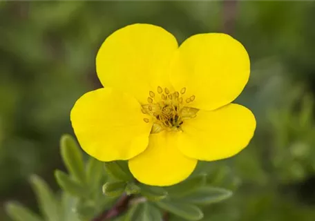 Potentilla fruticosa 'Kobold' - Gemeiner Fingerstrauch