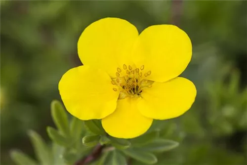 Fingerstrauch 'Goldteppich' - Potentilla 'Goldteppich'