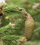 Zapfenfichte - Picea abies 'Acrocona'