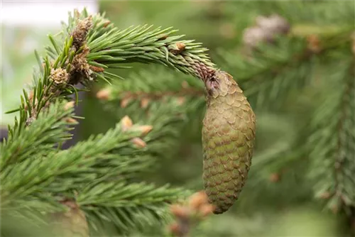 Zapfenfichte - Picea abies 'Acrocona'