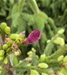 Zapfenfichte - Picea abies 'Acrocona'