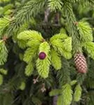 Zapfenfichte - Picea abies 'Acrocona'