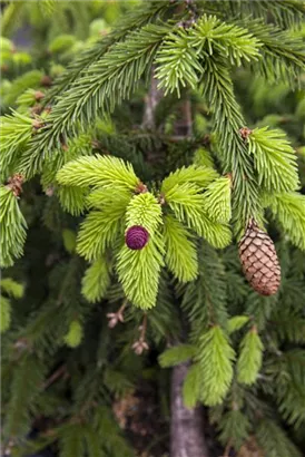 Zapfenfichte - Picea abies 'Acrocona'