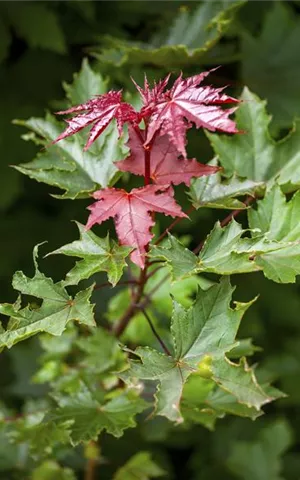 Acer platanoides 'Crimson Sentry'