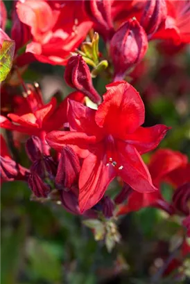 Sommergrüne Azalee 'Royal Command' - Rhododendron lut.'Royal Command' I