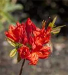 Sommergrüne Azalee 'Royal Command' - Rhododendron lut.'Royal Command' I