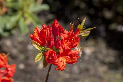 Sommergrüne Azalee 'Royal Command' - Rhododendron lut.'Royal Command' I