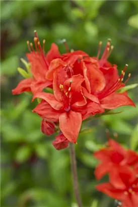 Sommergrüne Azalee 'Royal Command' - Rhododendron lut.'Royal Command' I