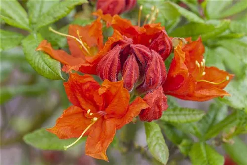 Sommergrüne Azalee 'Royal Command' - Rhododendron lut.'Royal Command' I