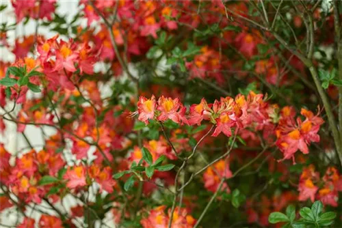 Sommergrüne Azalee 'Royal Command' - Rhododendron lut.'Royal Command' I