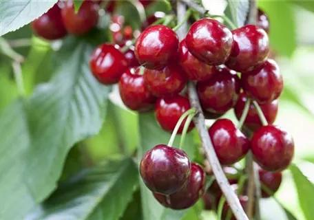 Prunus av.'Burlat' CAC - Süßkirsche 'Burlat' 2.KW