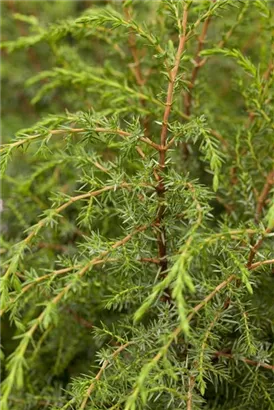 Irischer Säulenwacholder - Juniperus com.'Hibernica' - Nadeln - Koniferen