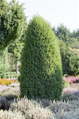 Irischer Säulenwacholder - Juniperus com.'Hibernica' - Nadeln - Koniferen