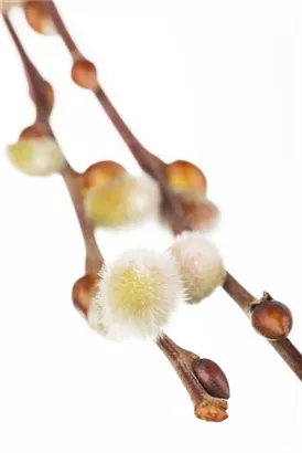 Salweide - Salix caprea