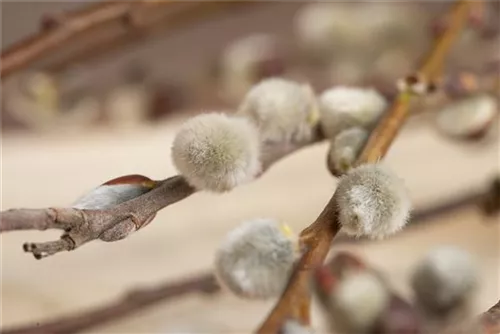 Salweide - Salix caprea