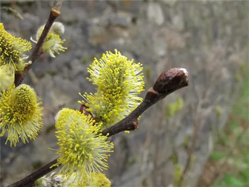 Ohrweide - Salix aurita