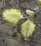 Salweide - Salix caprea