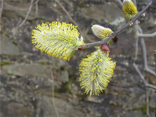 Salweide - Salix caprea